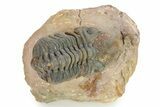 Detailed Reedops Trilobite - Atchana, Morocco #319932-3
